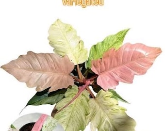 Philodendron strawberry caramel Tissue Culture (ALL PLANTS require you to purchase 2 plants!)