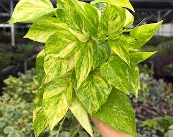Exact Plant Pothos Neon Queen Specific 4” Pot 298FEE | F (All PLANTS require you to purchase 2 plants!)