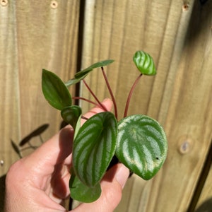 Peperomia Watermelon Starter Plant ALL STARTER PLANTS require you to purchase 2 plants image 8