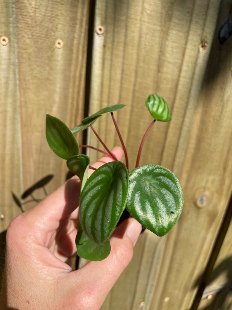 Peperomia Watermelon Starter Plant ALL STARTER PLANTS require you to purchase 2 plants image 8