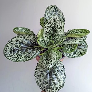 Streptocarpus pretty turtle (ALL PLANTS require you to purchase 2 plants!)