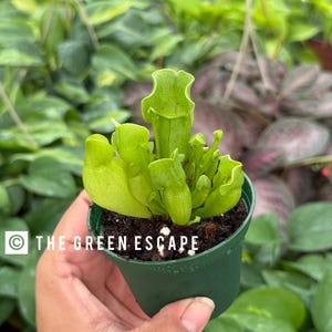 May include: A small green potted plant with unique, pitcher-like leaves. The plant is in a dark green pot, held by a hand. The text "THE GREEN ESCAPE" is printed on the pot. The background is filled with other green plants.