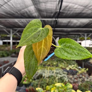 May include: A potted plant with large, heart-shaped leaves. The leaves are a vibrant green with a touch of yellow-brown, and appear to be wet. The plant is in a black pot with a blue rim, set against a backdrop of other plants.