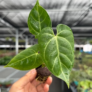 vigoro aglaonema Aglaonema 'Red Vein'