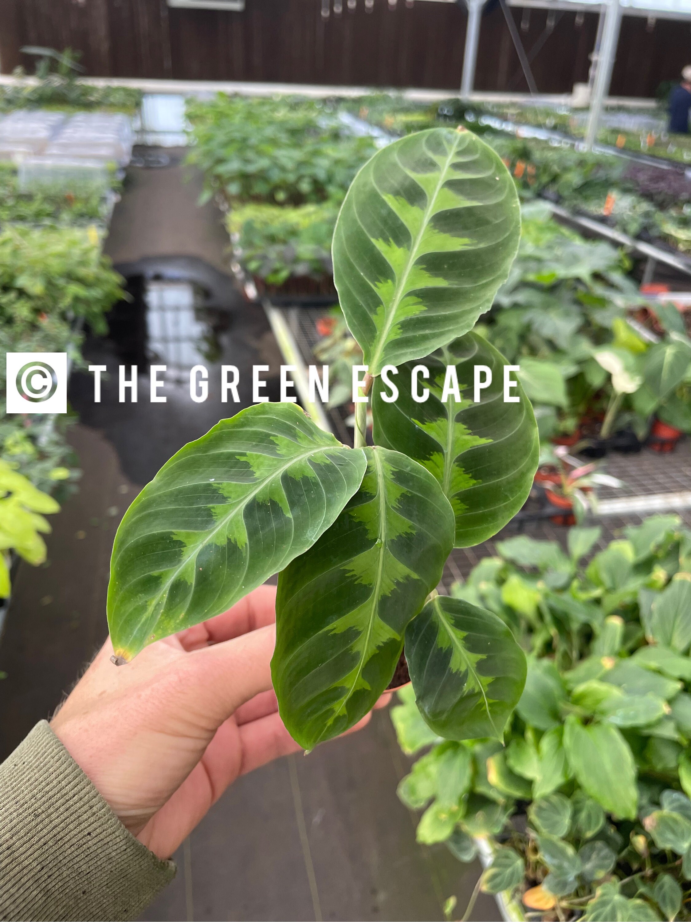 Calathea Warscewiczii Tigrina 2” Pot (ALL PLANTS Require You to
