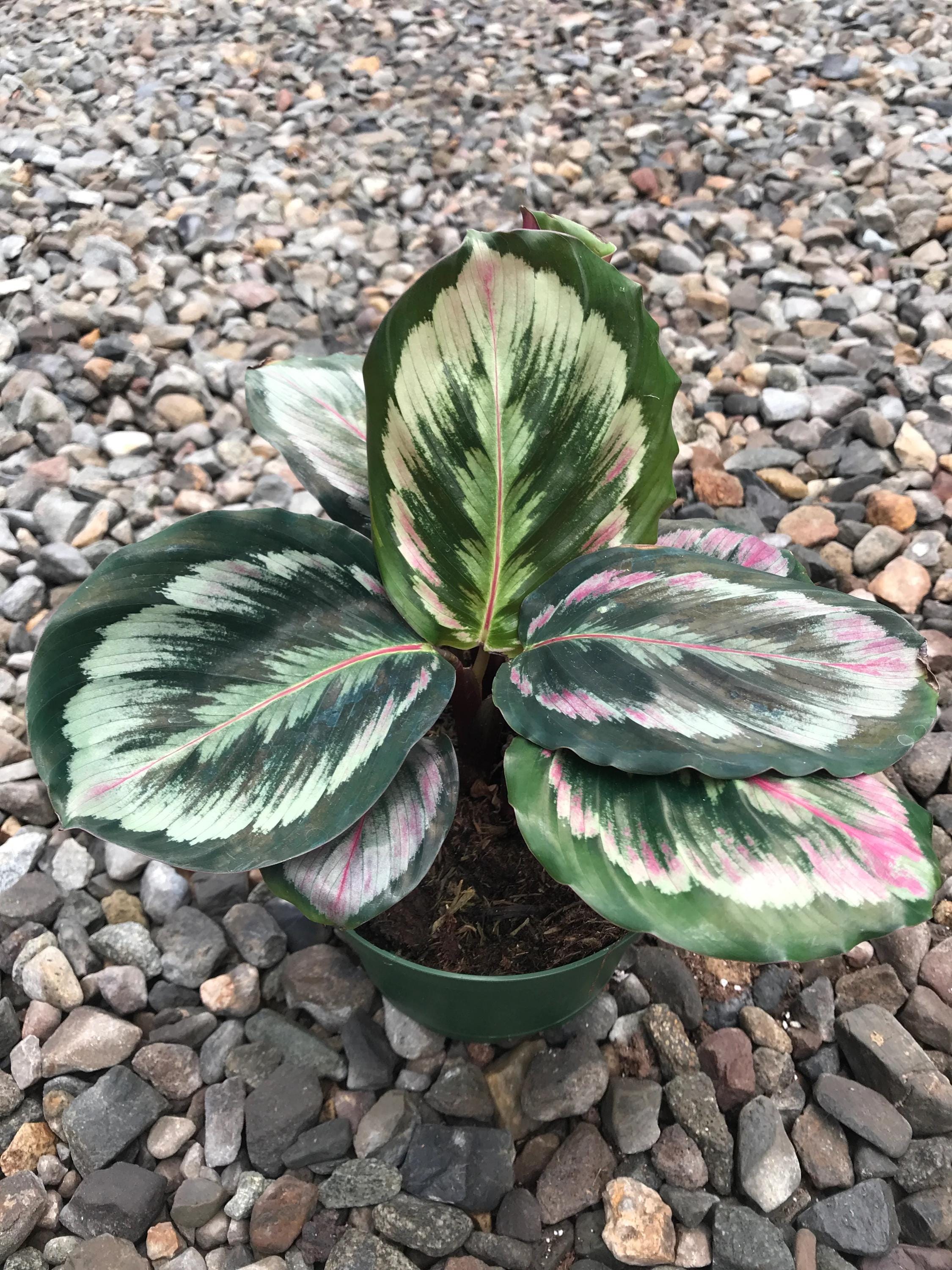 Calathea Medallion Version 2 Starter Plant (ALL STARTER PLANTS Require You  to Purchase 2 Plants!) - Etsy