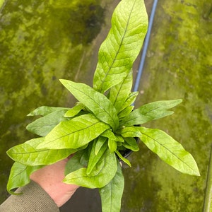 Crocodile fern 4” pot (ALL PLANTS require you to purchase 2 plants!)