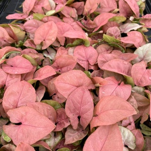 Syngonium Coral Starter Plant (ALL STARTER PLANTS require you to purchase 2 plants!)