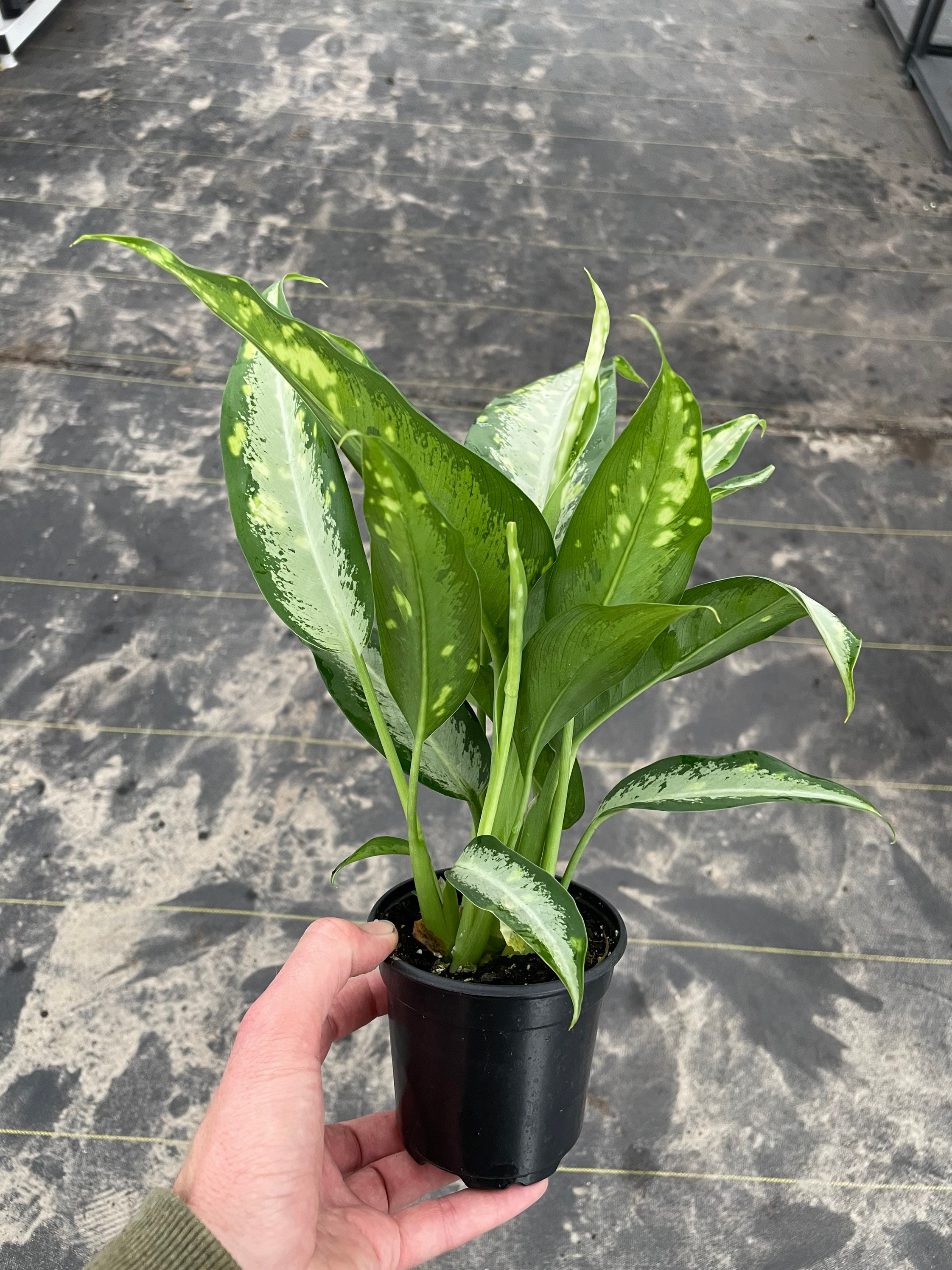 Dieffenbachia panther 4” pot (ALL PLANTS require you to purchase 2 plants!)