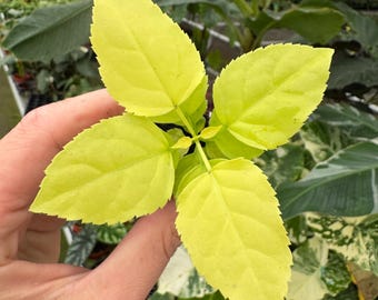 Radermachera sinica Aurea (China doll) Starter Plant single stalk (ALL STARTER PLANTS require you to purchase 2 plants!)