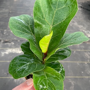 Fiddle leaf fig “ficus lyrata” 4” pot (ALL PLANTS require you to purchase 2 plants!)