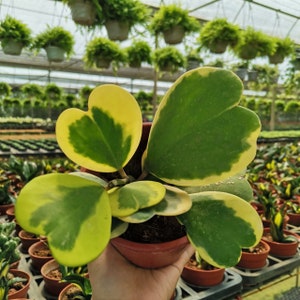 Hoya Kerrii outter variegated Starter Plant (ALL STARTER PLANTS require you to purchase 2 plants!)