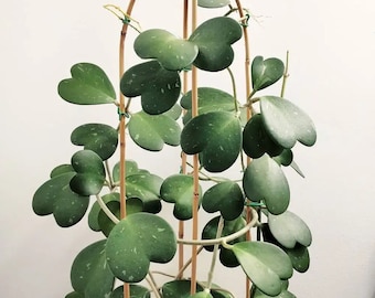 Hoya Kerrii Starter Plant (ALL STARTER PLANTS require you to purchase 2 plants!)