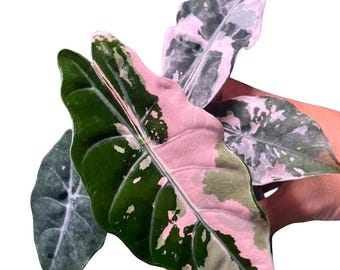 Alocasia chantrieri pink Tissue Culture 1 Pack (ALL PLANTS require you to purchase 2 plants!)