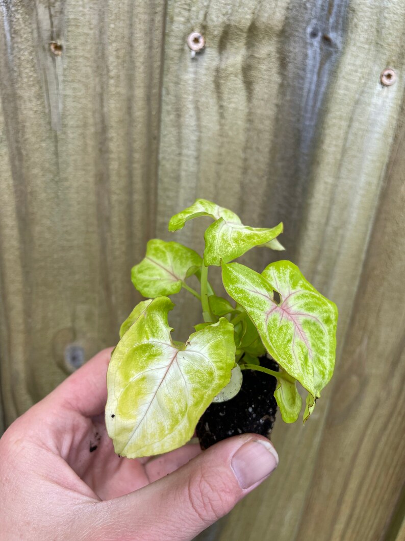 TheGreenEscape Syngonium Gold Allusion Plant - Thumbnail 4