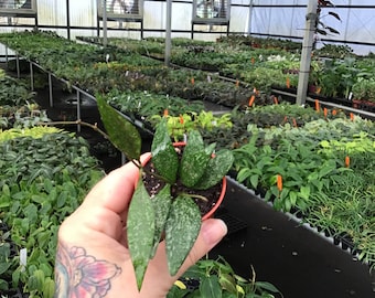 May include: A small potted plant with green leaves speckled with white spots is held in a hand. The plant is in a small orange pot. The background shows a greenhouse filled with various plants and foliage.