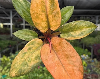Exact Plant Philodendron Black Cardinal Variegated Specific 4” Pot 292FEE | F (All PLANTS require you to purchase 2 plants!)