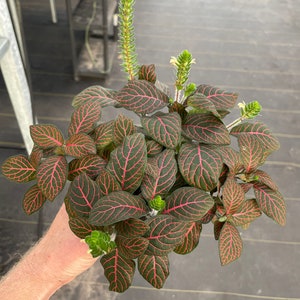 Red fittonia nerve plant 4 pot ALL PLANTS require you to purchase 2 plants image 2