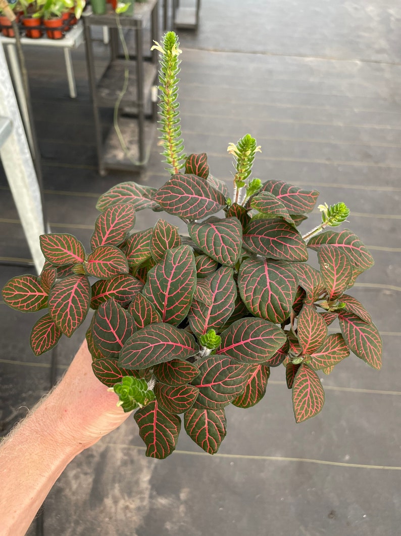 Red fittonia nerve plant 4 pot ALL PLANTS require you to purchase 2 plants image 2