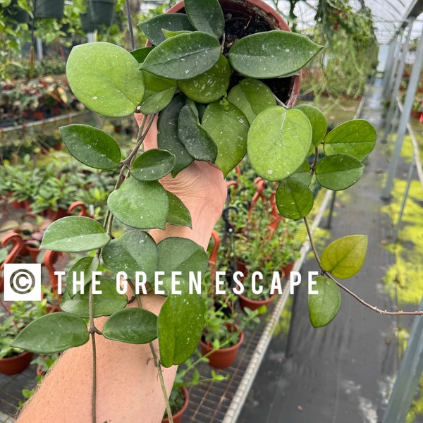 Hoya carnosa sprinkle 5” hanging baskets “ALL PLANTS require you to purchase 2 plants!)