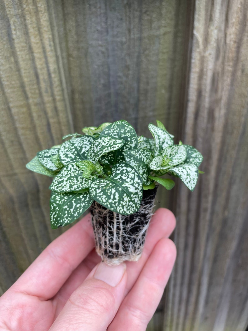 TheGreenEscape Hypoestes Polka Dot Plant - Thumbnail 3