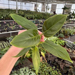 May include: A close-up of a green plant with large, oval-shaped leaves. The plant is being held in a greenhouse setting, with other plants visible in the background. The leaves have a smooth texture and a deep green color.