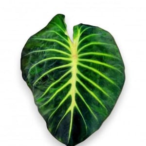 May include: A large, dark green leaf with prominent yellow veins radiating from a central stem. The leaf has a heart-like shape with a slightly textured surface. The background is plain white, highlighting the leaf's natural details.
