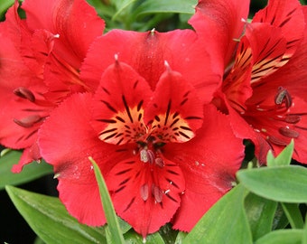 alstroemeria colorita kate Starter Plant (ALL STARTER PLANTS require you to purchase 2 plants!)