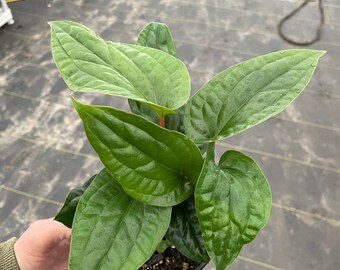 Anthurium luxurians x radicans 4” pot (ALL PLANTS require you to purchase 2 plants!)