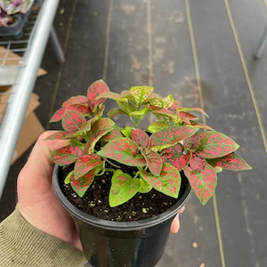 May include: A potted plant with green leaves speckled with red spots. The plant is in a black plastic pot filled with soil. The plant is held by a person.