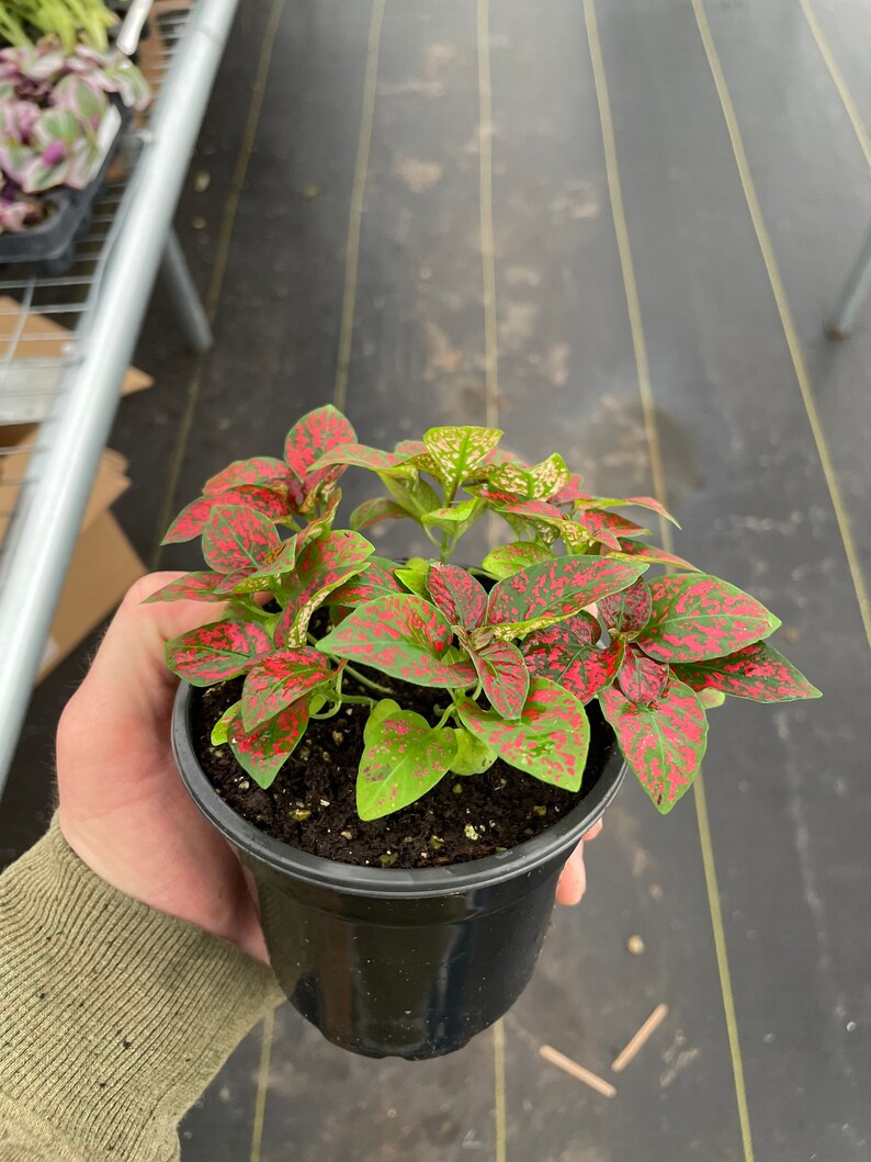 May include: A potted plant with green leaves speckled with red spots. The plant is in a black plastic pot filled with soil. The plant is held by a person.