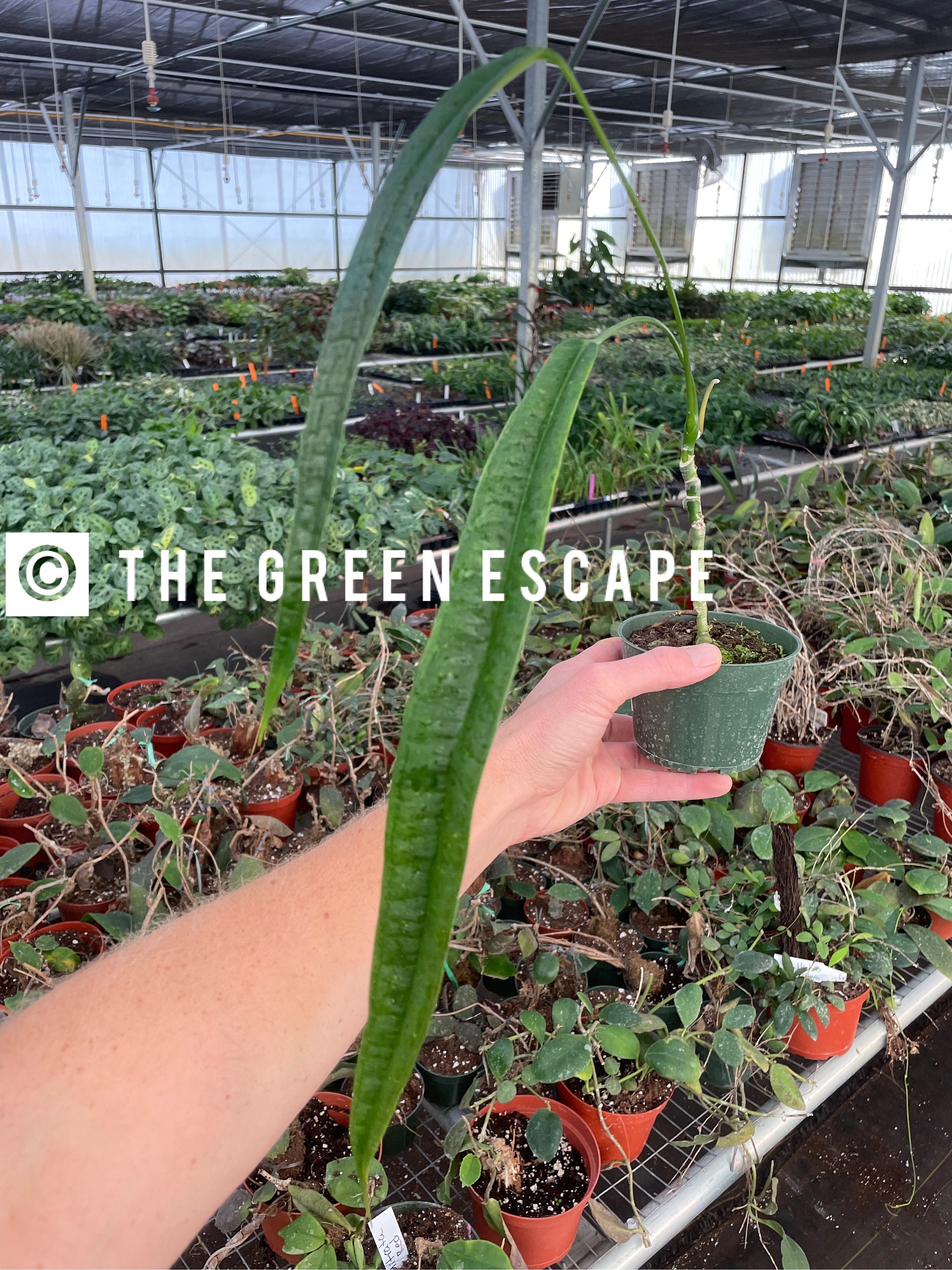 anthurium pink champion Pink Anthurium – Hey Rooted