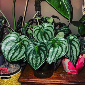 Peperomia Costa Rica Starter Plant (ALL STARTER PLANTS require you to purchase 2 plants!)