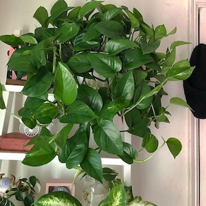 May include: A lush, green pothos plant with large, heart-shaped leaves. The plant is hanging in a white pot, with long vines cascading down. The leaves are a vibrant green color, and the plant appears healthy and well-cared for. The plant is a popular houseplant.
