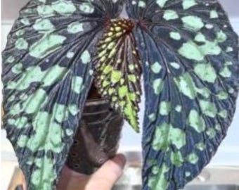 Begonia Lucifer Tissue Culture (ALL PLANTS require you to purchase 2 plants!)