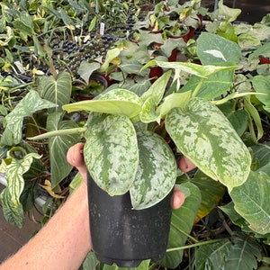 Scindapsus silver satin 4” pot (ALL PLANTS require you to purchase 2 plants!) image 7