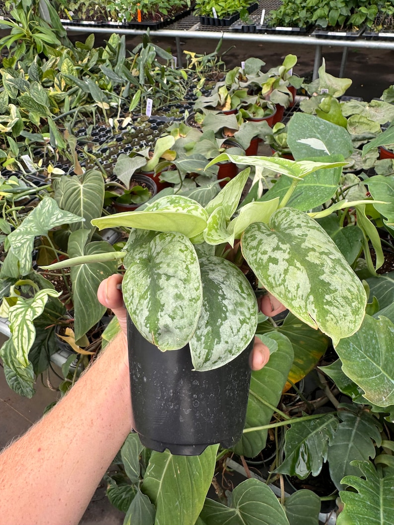 Scindapsus silver satin 4” pot (ALL PLANTS require you to purchase 2 plants!) image 7