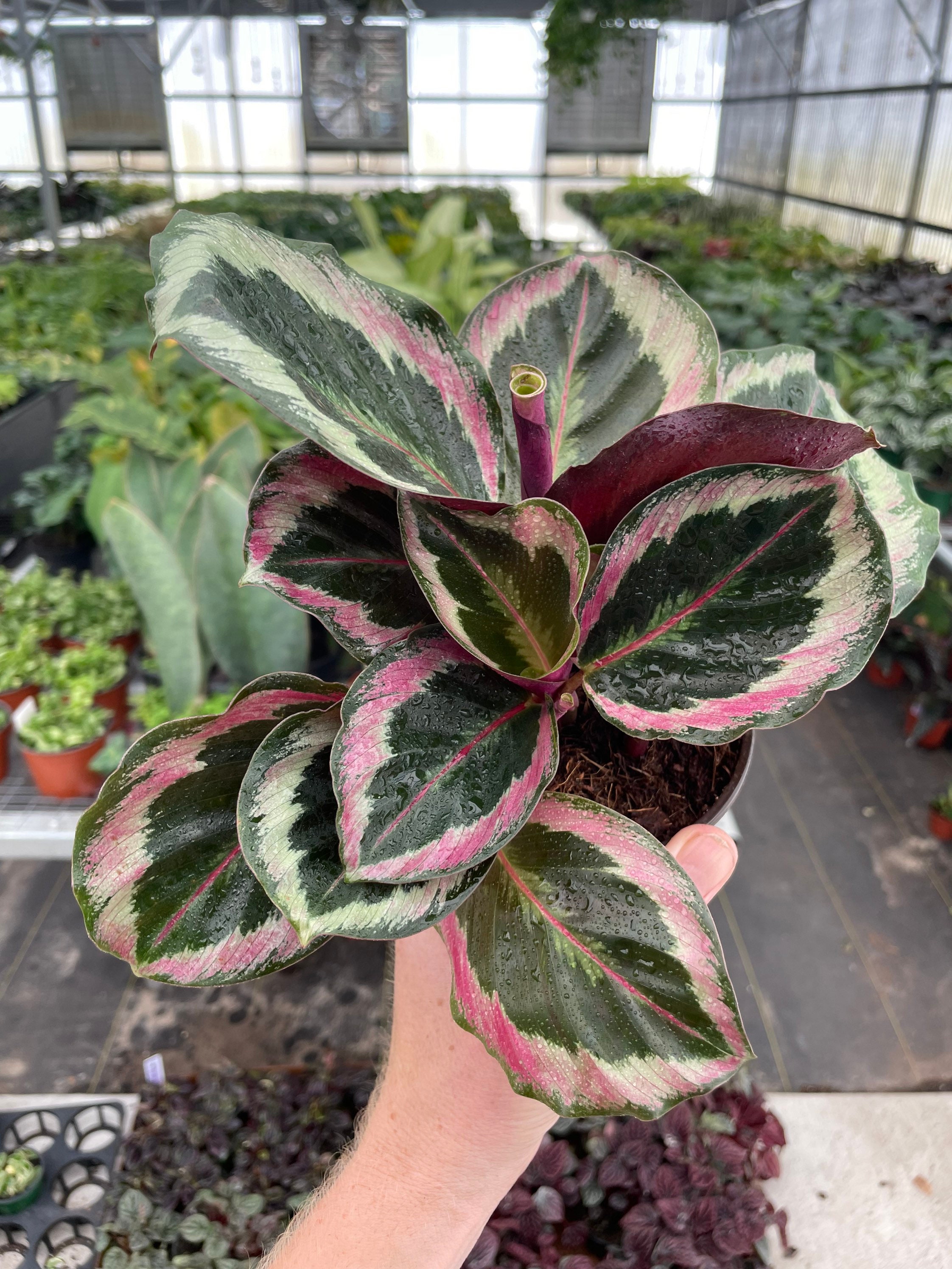 calathea planta Buy a Calathea Ornata Pinstripe Plant main image 0