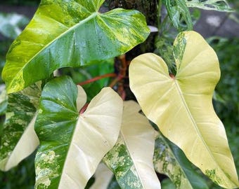 Variegated Philodendron domesticum Tissue Culture (ALL PLANTS require you to purchase 2 plants!)