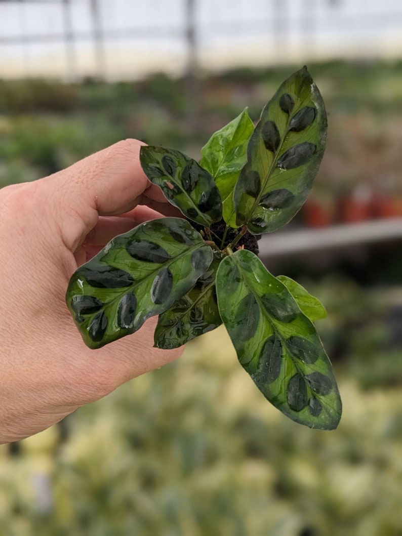 TheGreenEscape Calathea lancifolia Rattlesnake Plant - Thumbnail 2