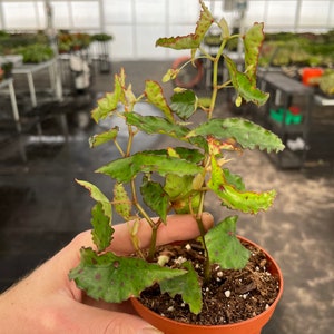 Begonia amphioxus 4”pot (ALL PLANTS require you to purchase 2 plants!)