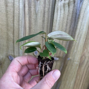 Philodendron .sp fuzzy petiole Starter Plant ALL STARTER PLANTS require you to purchase 2 plants image 6