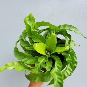 Hurricane Fern Starter Plant (ALL STARTER PLANTS require you to purchase 2 plants!)