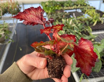 チェリーパイ 180SUS アバロン・ピンクバック/ブラック G988 チェリーパイ 180SUS アバロン・ピンクバック/ブラック G988