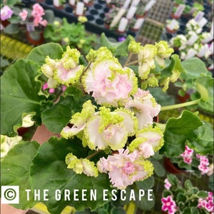 LE green rose African violet starter plant (ALL Starter PLANTS require you to purchase 2 plants!)
