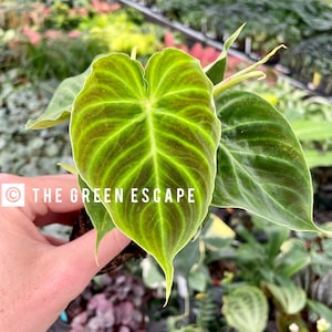 Philodendron verrucusom esmeraldas Starter Plant (ALL STARTER PLANTS require you to purchase 2 plants!)