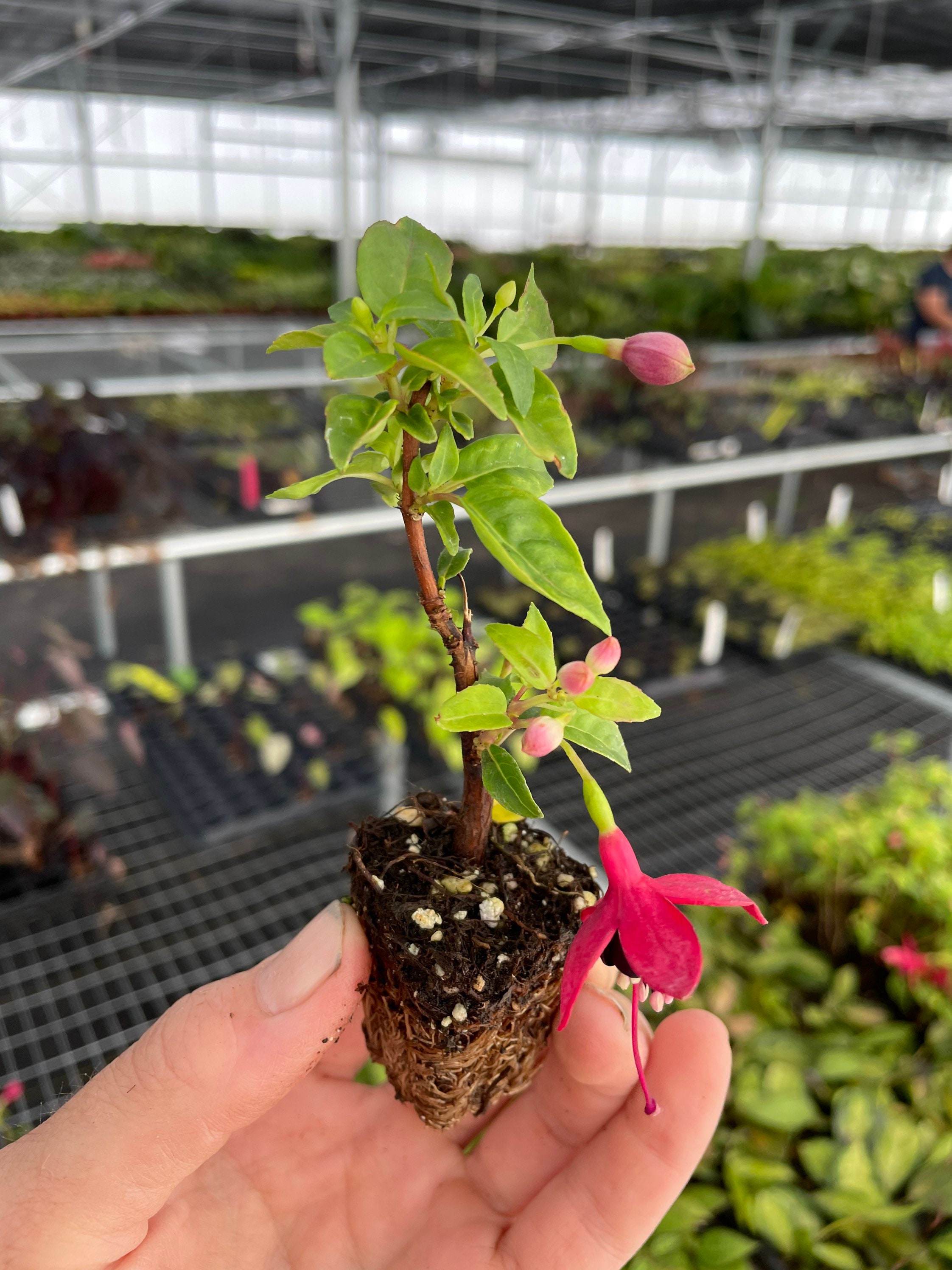 Fuchsia Golden Herald Starter Plant ALL STARTER PLANTS Etsy