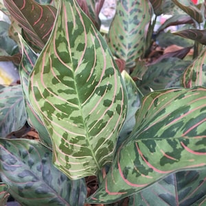 Aglaonema red army tricolor Starter Plant (ALL STARTER PLANTS require you to purchase 2 plants!)