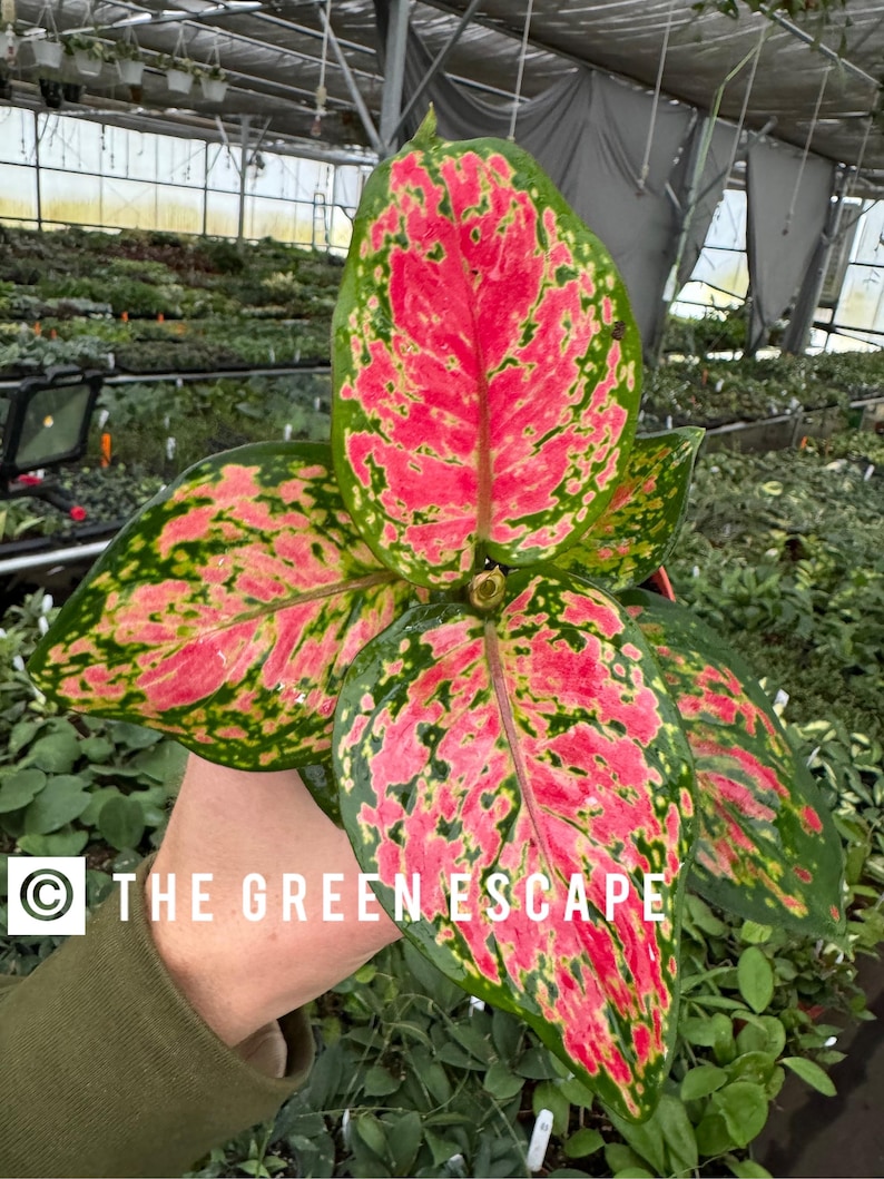 TheGreenEscape Aglaonema Beauty - Thumbnail 5