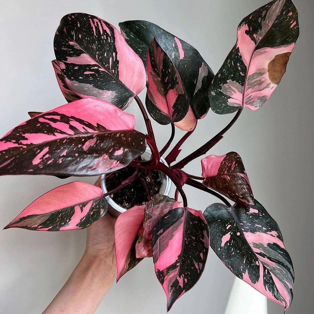 Philodendron Black Cherry Pink Princess Starter Plant (ALL STARTER